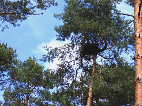 n_53_kö_J 89_bussard-horst.jpg